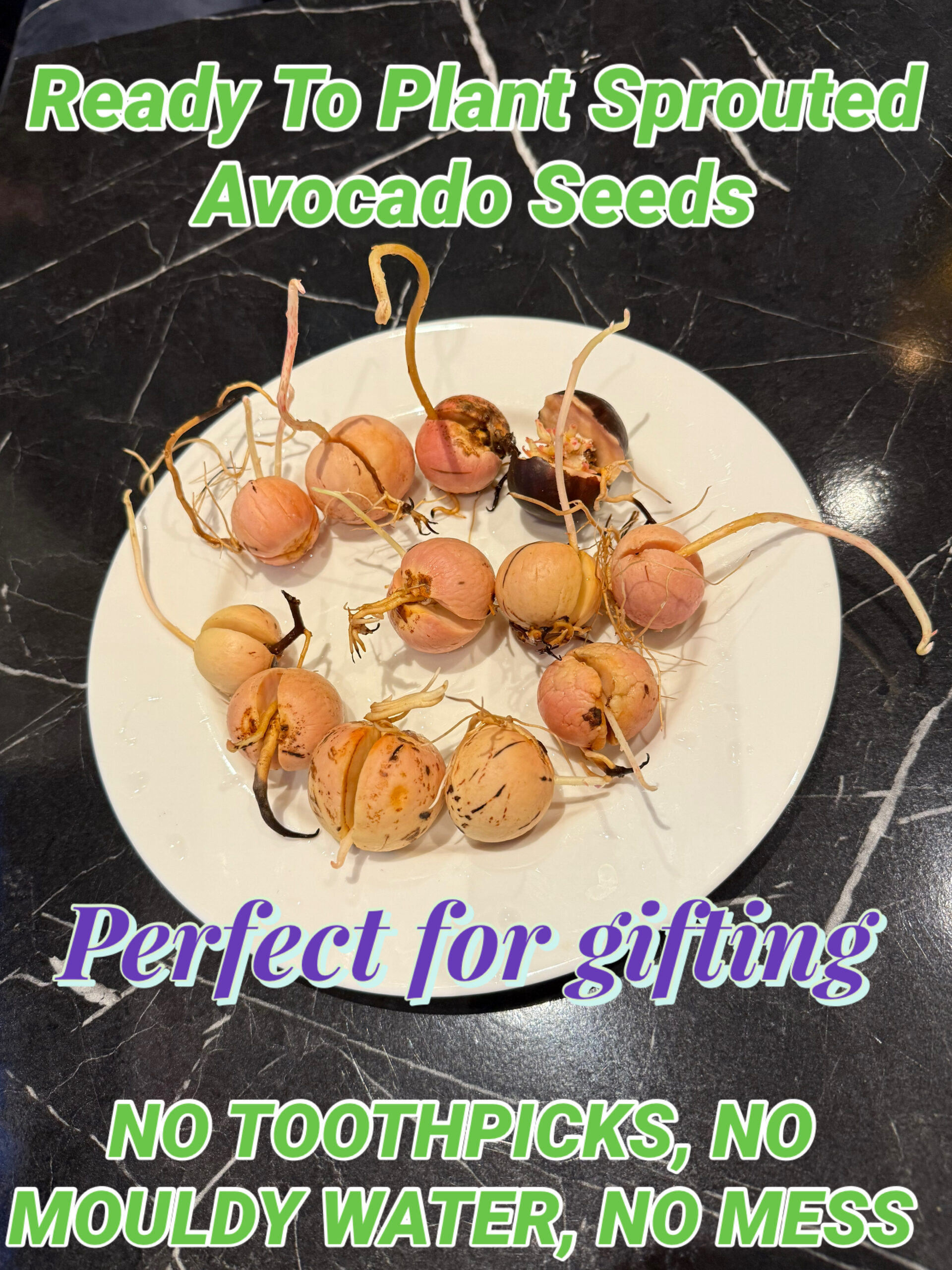 avocado sprouts in a plate