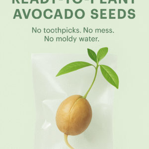 Avocado Sprouted Seed Ready to Plant